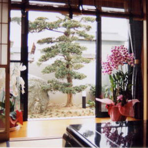 縁側から見る庭全景