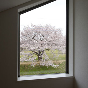 ロフトから桜を見る