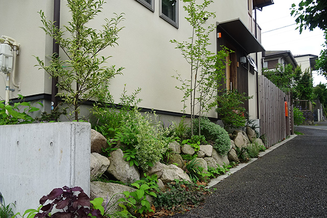 街路樹を側の歩道に面しては道路との高低差を上手く利用して山野草が植えられ、通りを歩く人々の目を楽しませています