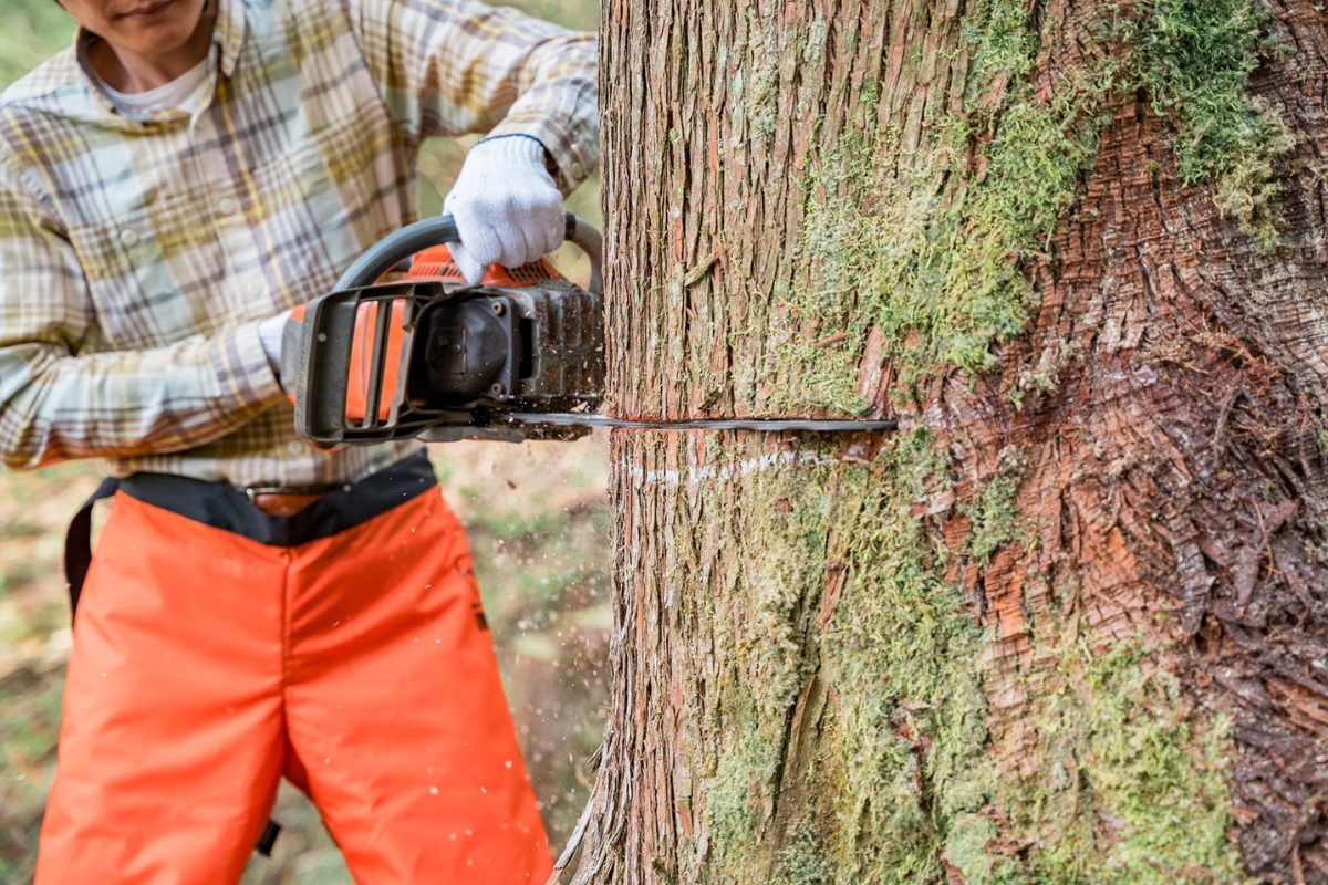 施主が杉の大木を自ら伐採