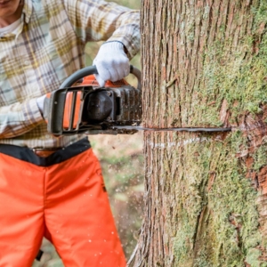 施主が杉の大木を自ら伐採
