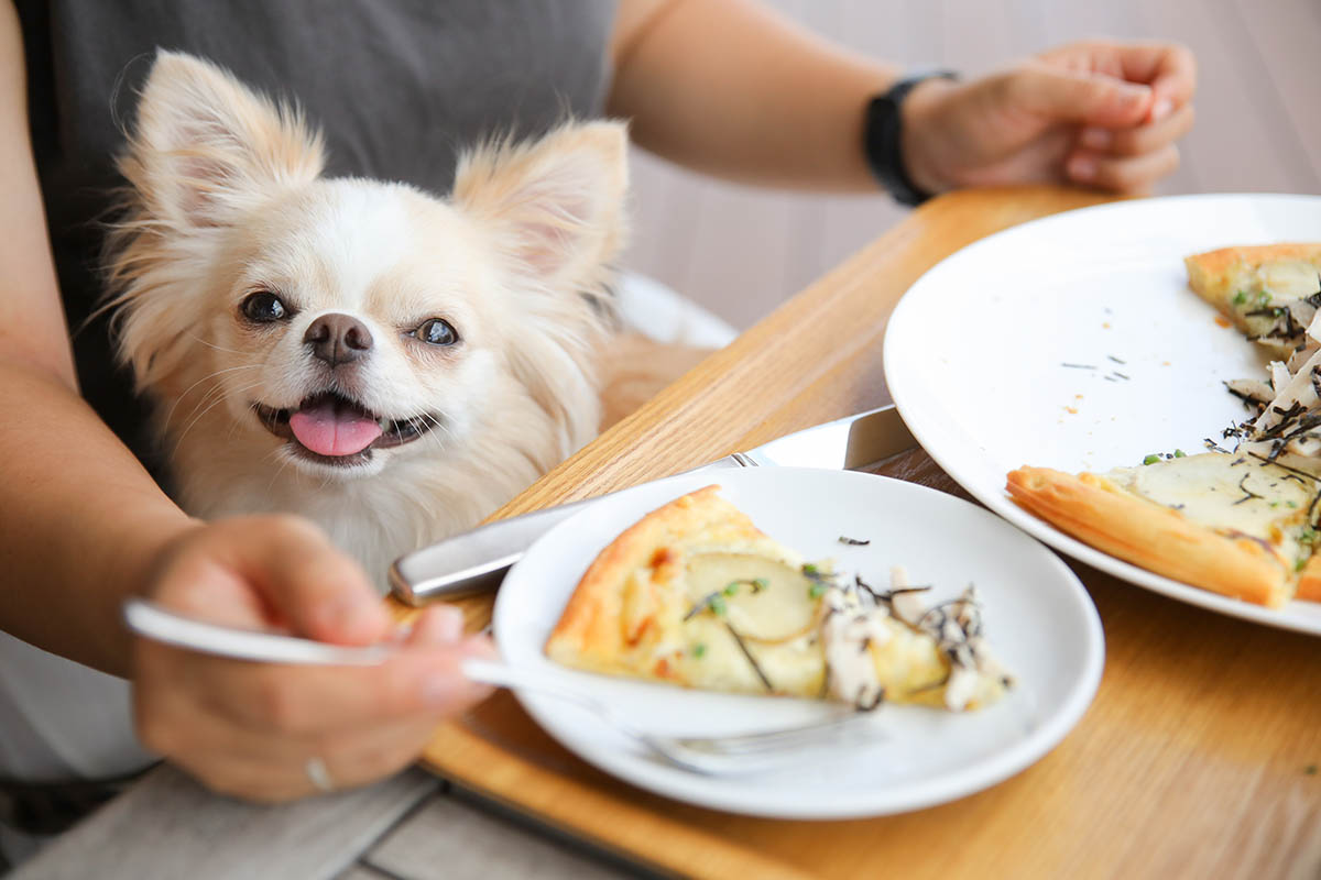 ランチをしている飼い主の膝上に座るロングコートチワワ