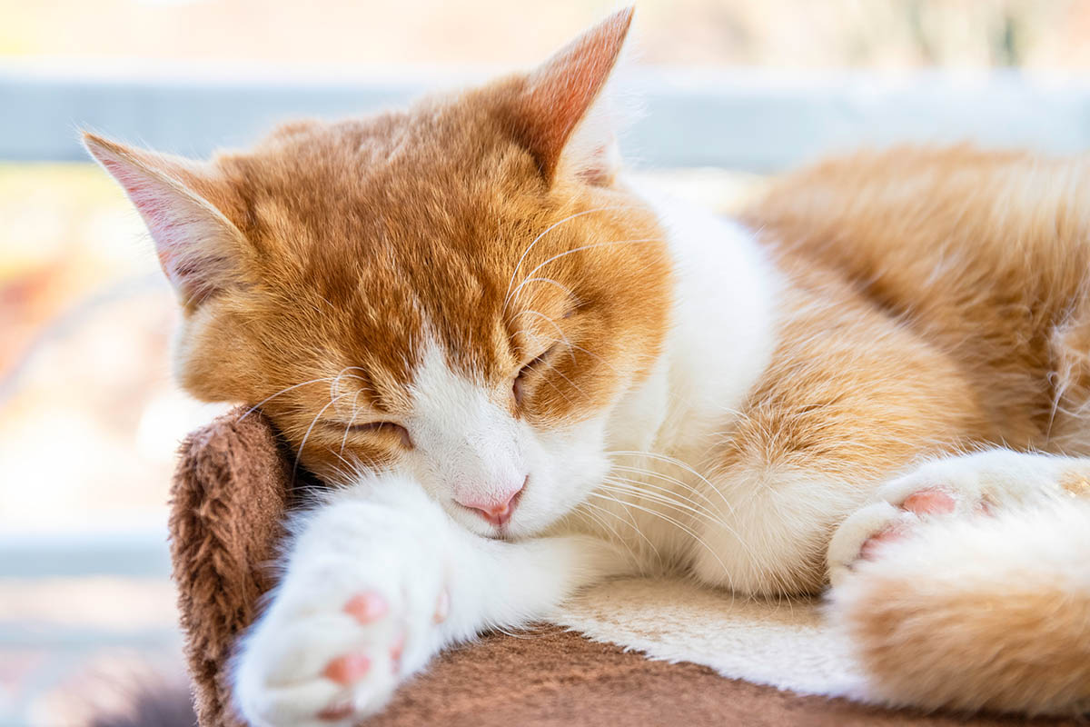 リラックスして昼寝するかわいい猫