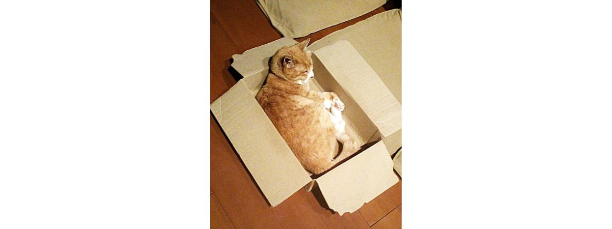 猫などの小動物のねぐらも本能的に自分のサイズに合った、囲まれた小空間を求めるものです