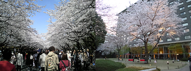 311以降やっと咲いた上野の桜