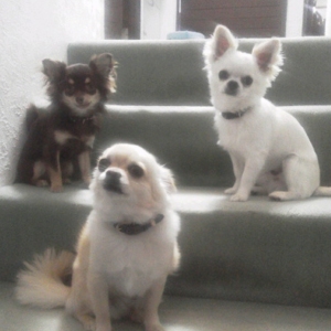 ペットと住む家【２】なんと言っても床材