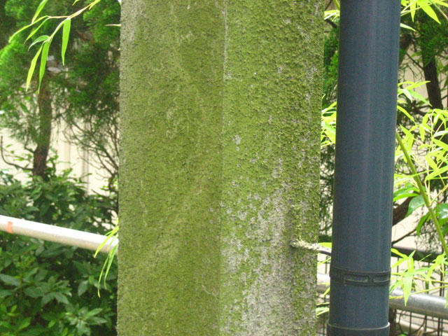 外壁の緑は元から？