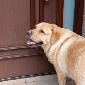 ペットと暮らす家